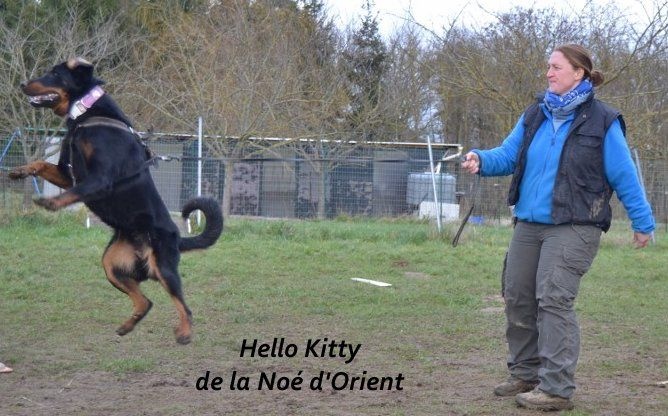 CH. Hello kitty de la Noé d'Orient