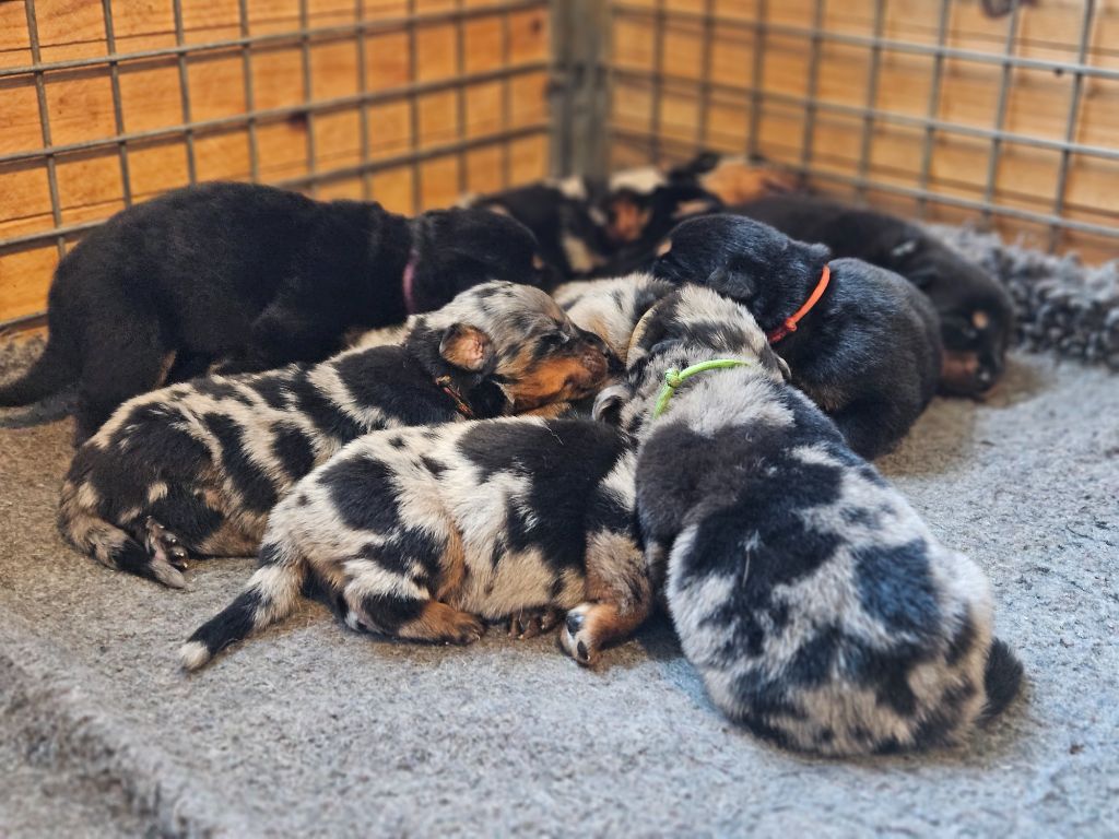 de la Noé d'Orient - Jolis chiots Arlequins 