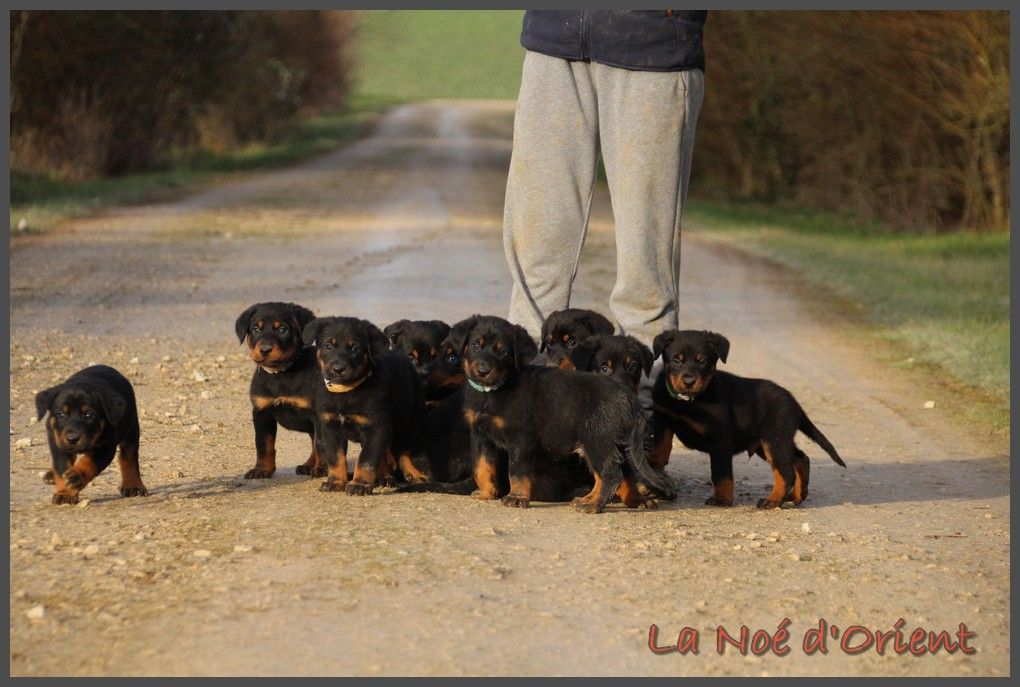 de la Noé d'Orient - Chiots disponibles à la réservation 