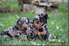  - Chiots disponibles 