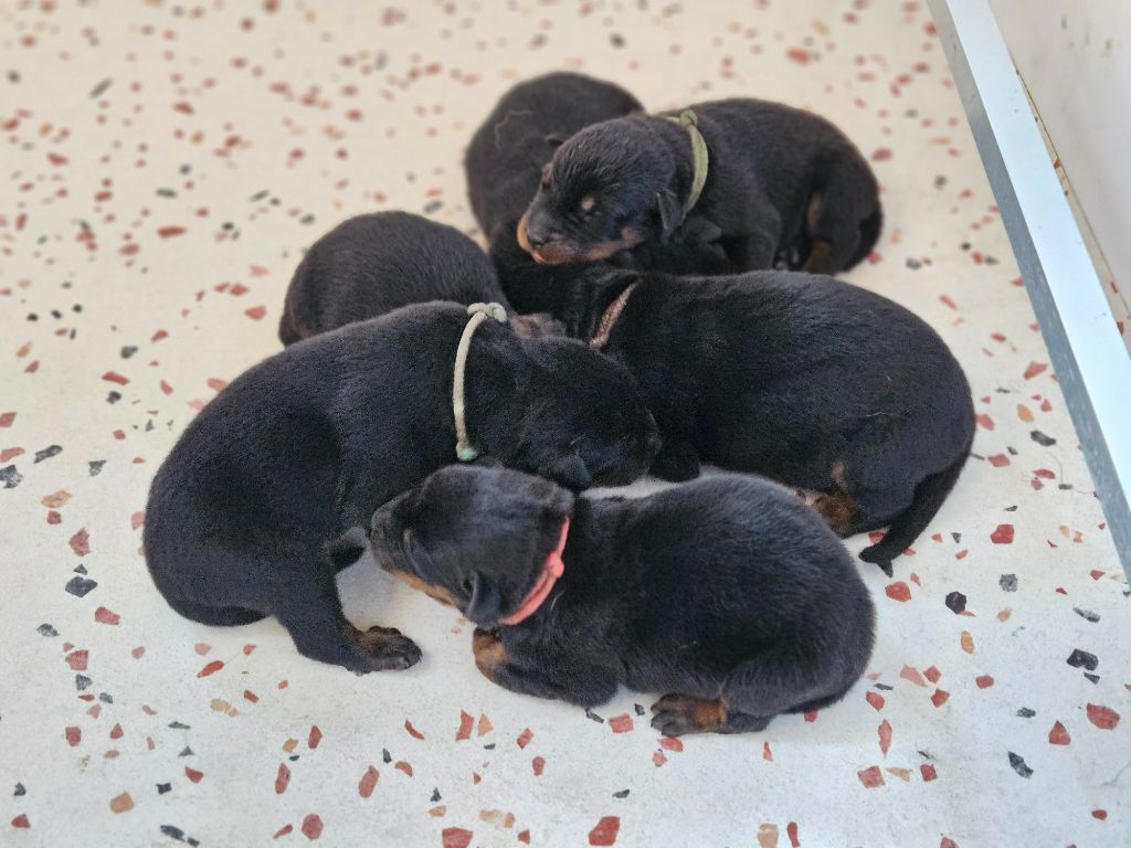 de la Noé d'Orient - Chiots disponibles à la réservation 