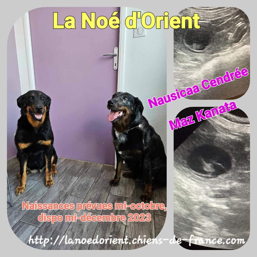 de la Noé d'Orient - Chiot beauceron de la Noé d'Orient 