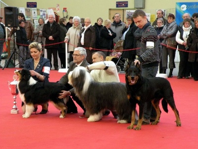 de la Noé d'Orient - Résultats du CACIB e Chalons !!