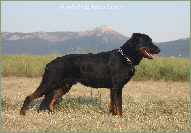 CH. Diablo de la Noé d'Orient