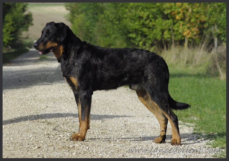 CH. Gjedi cendré de la Noé d'Orient