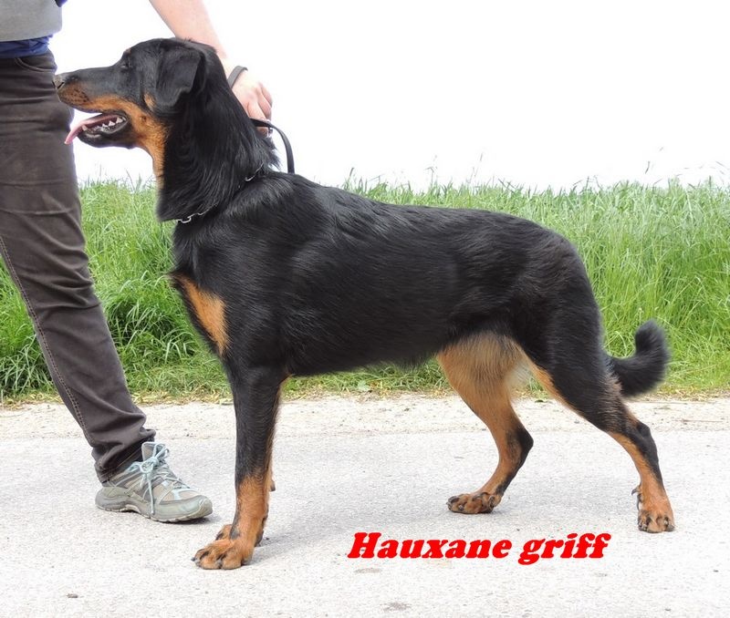 CH. Hauxane griff de la Noé d'Orient
