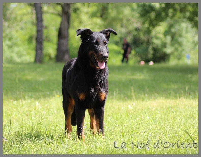 CH. Gauloise de la Noé d'Orient
