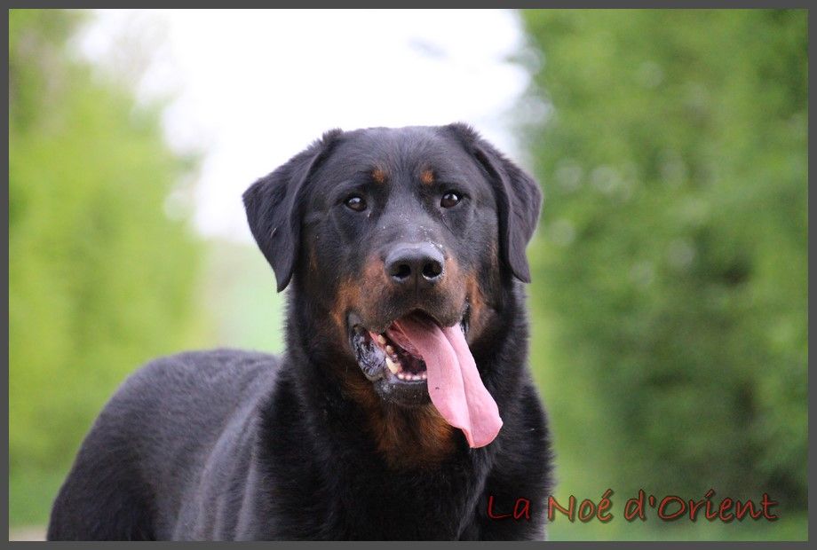 CH. Severus rogue De la Bergerie d'Elan