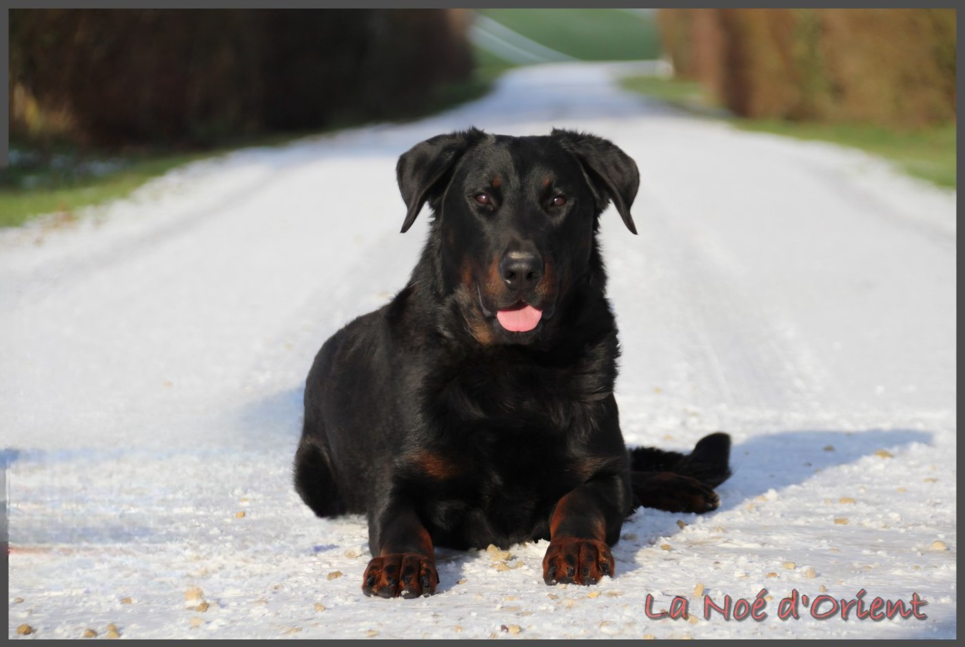 Vvinnie l'ourson de la Noé d'Orient