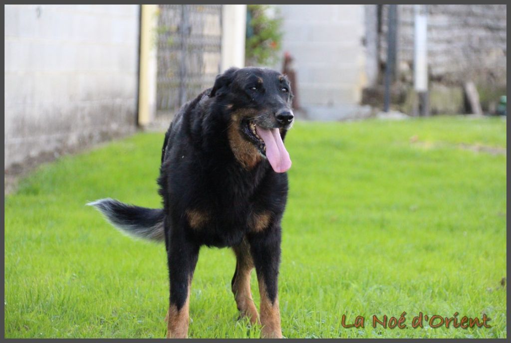 Ix-box de la Noé d'Orient