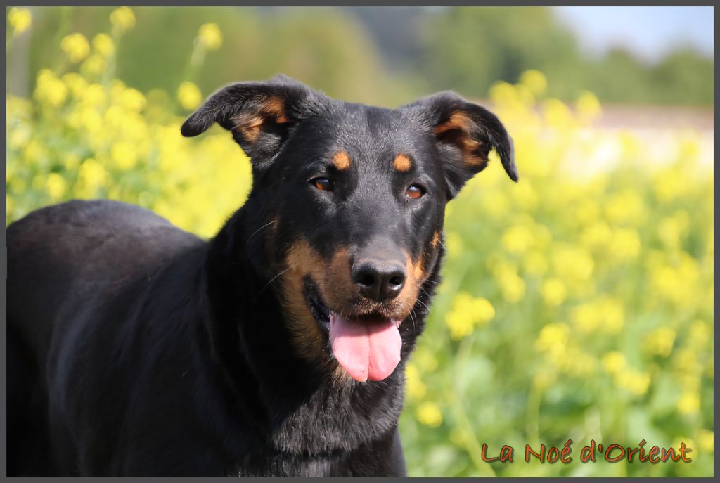 Rose bonbon de la Noé d'Orient