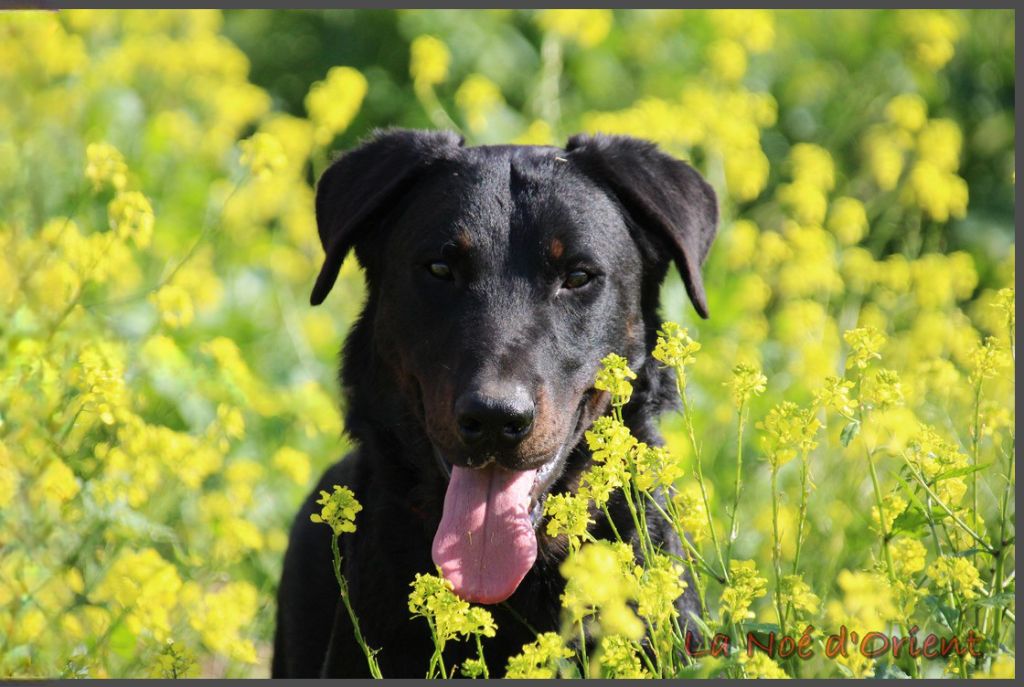 Vvinnie l'ourson de la Noé d'Orient