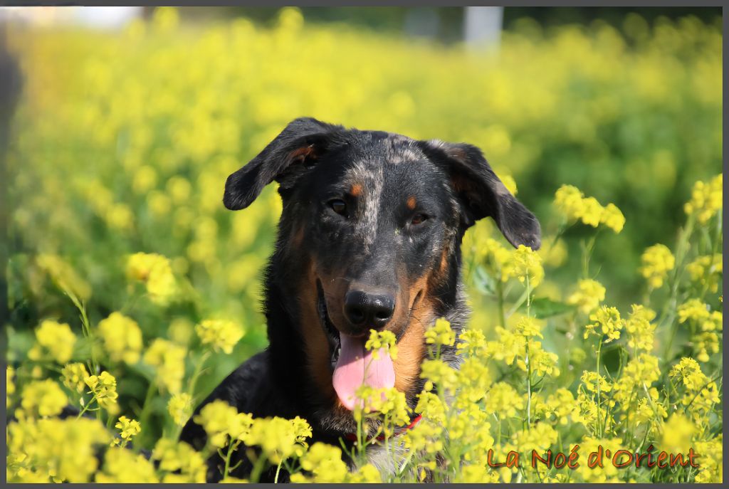 Vermicelle cendrée de la Noé d'Orient
