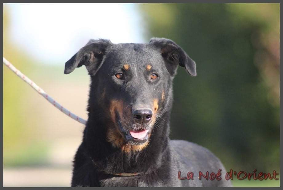 alfa sagittarius Trixi