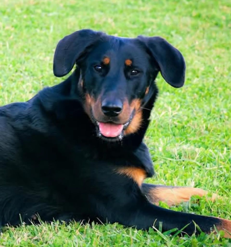 Tiana de la Noé d'Orient