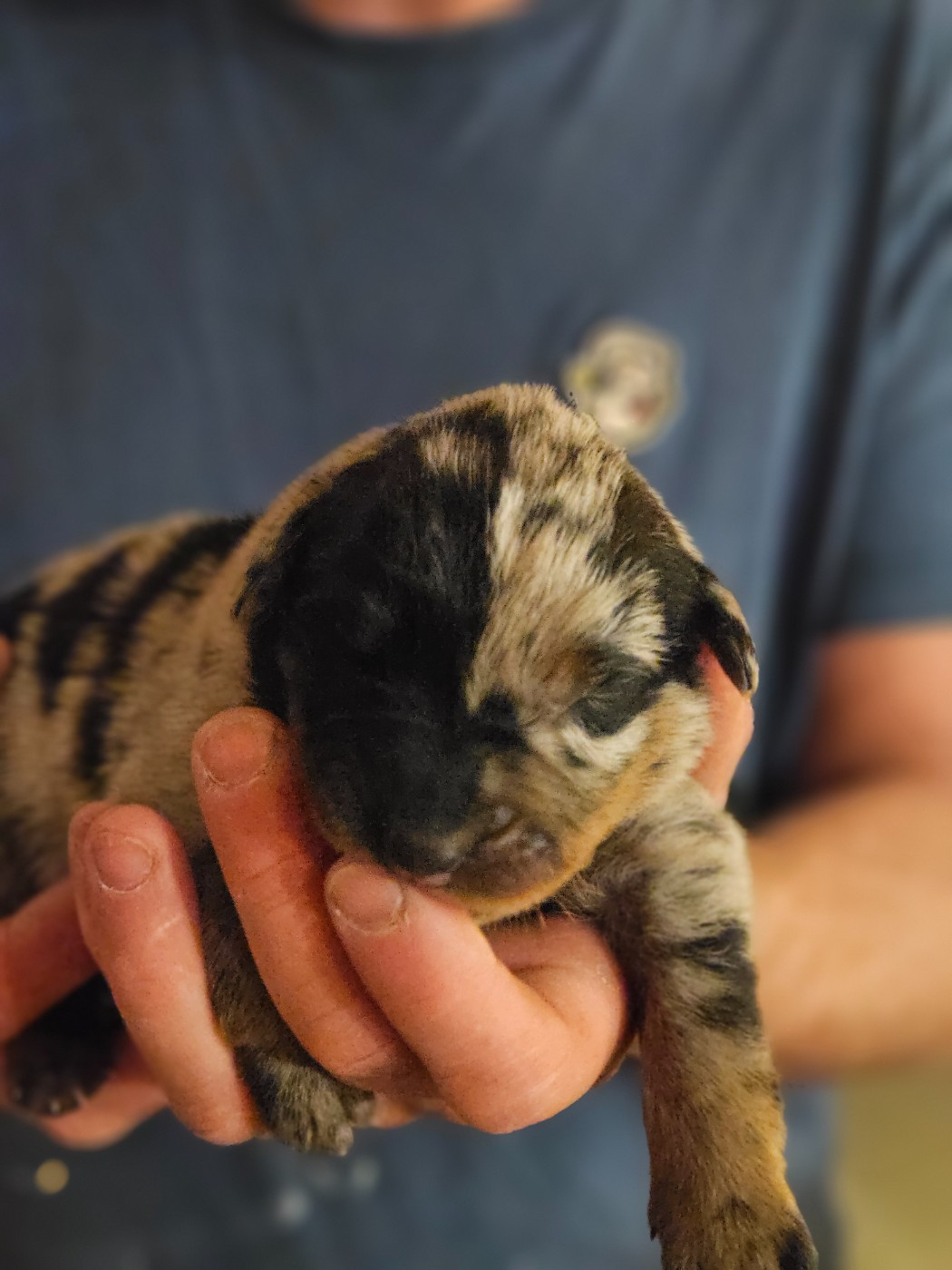 Chiots disponibles à la réservation