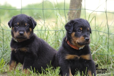 de la Noé d'Orient - Nouvelles photos des chiots .....