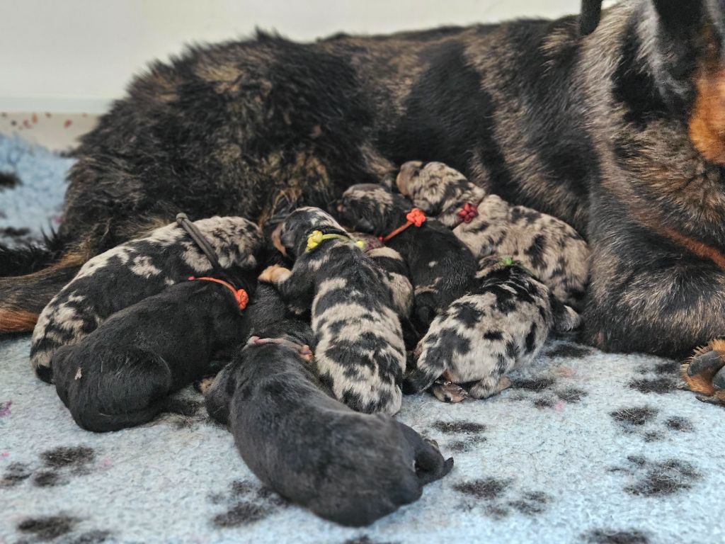 Chiots disponibles à la réservation 