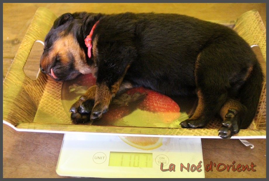 Chiot Berger de Beauce de la Noé d'Orient