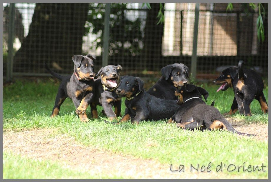 Chiot Berger de Beauce de la Noé d'Orient