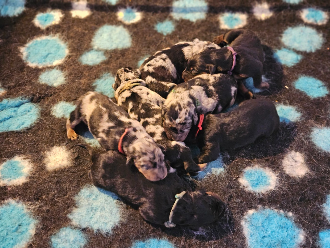 de la Noé d'Orient - Chiots disponibles - Berger de Beauce