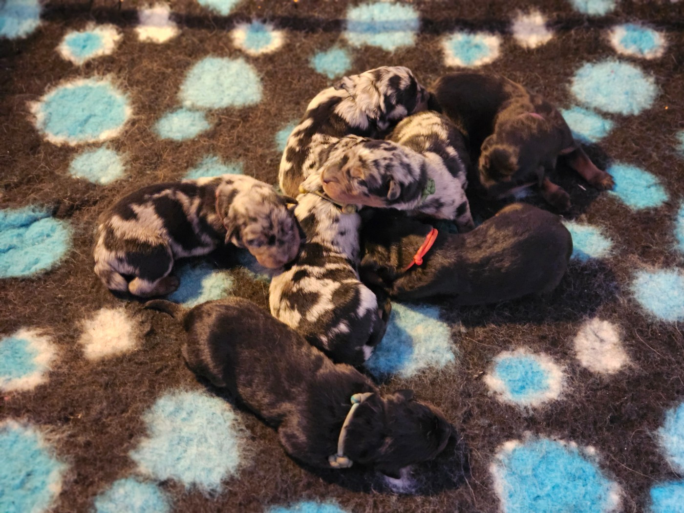 de la Noé d'Orient - Chiots disponibles - Berger de Beauce