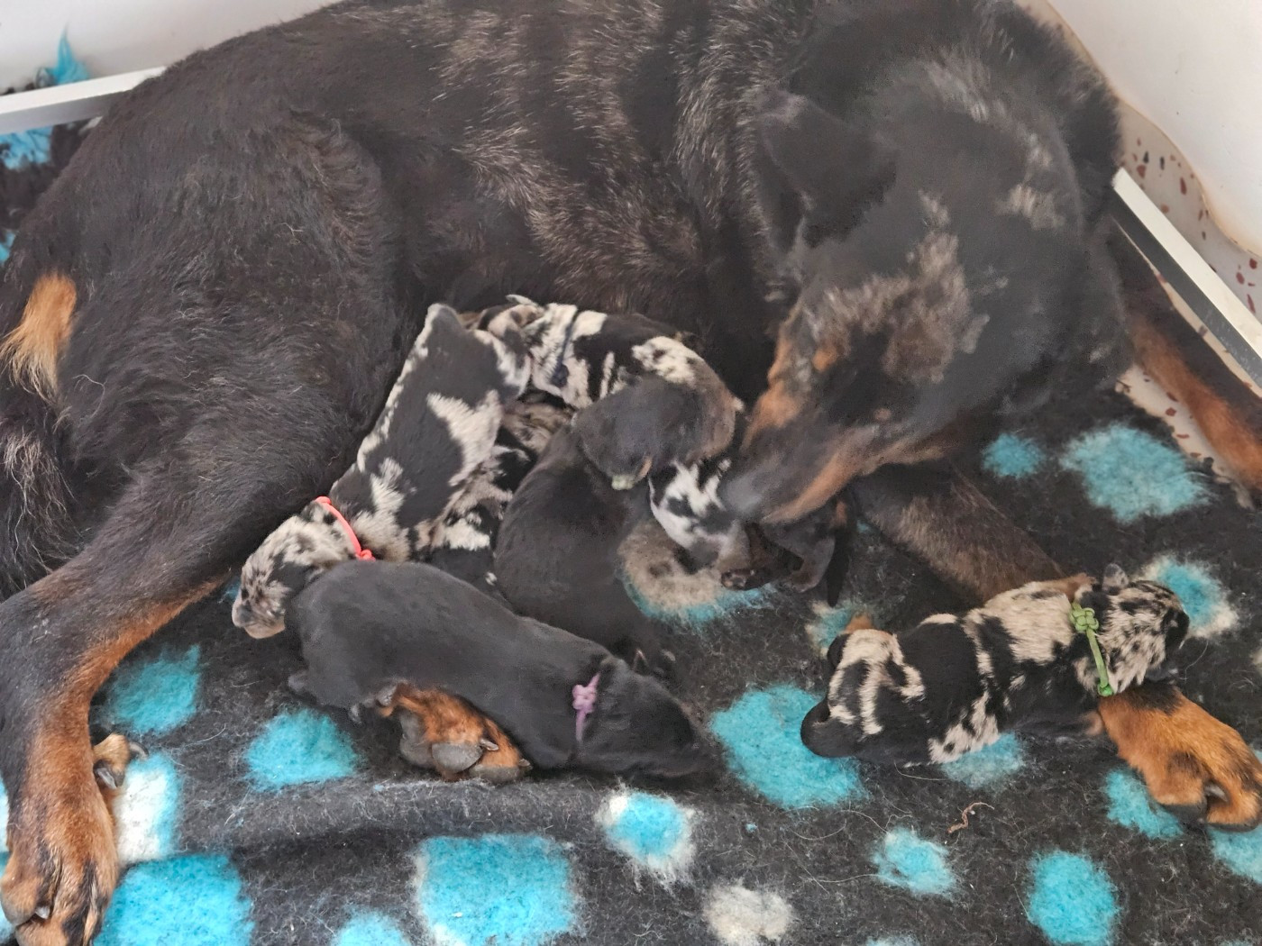 Chiot Berger de Beauce de la Noé d'Orient