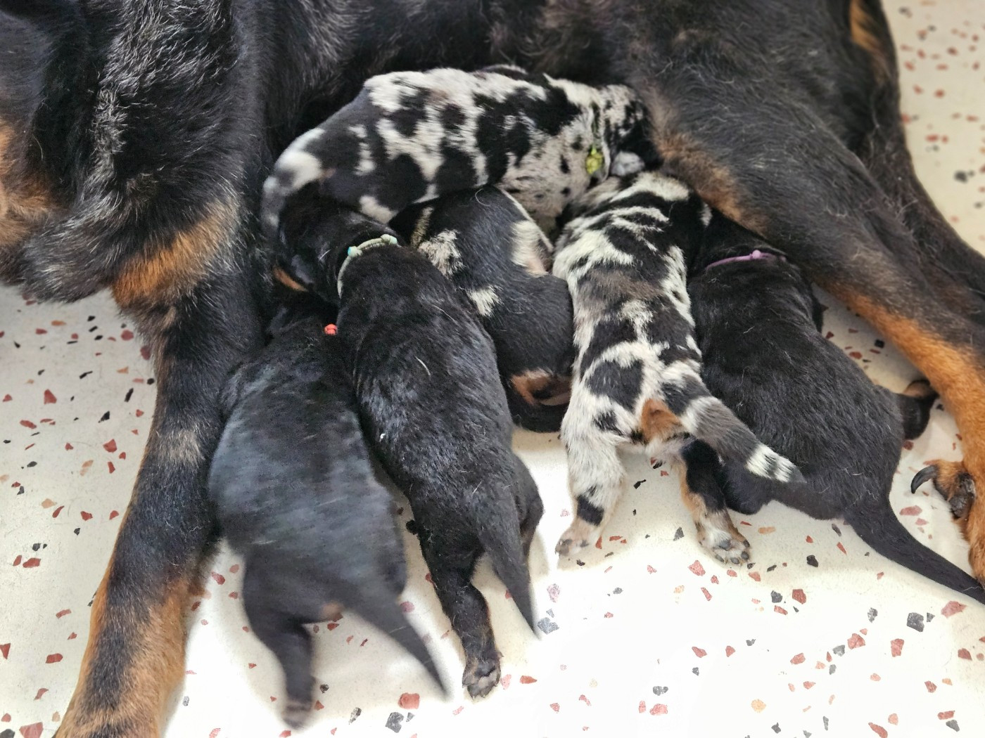 de la Noé d'Orient - Chiots disponibles - Berger de Beauce