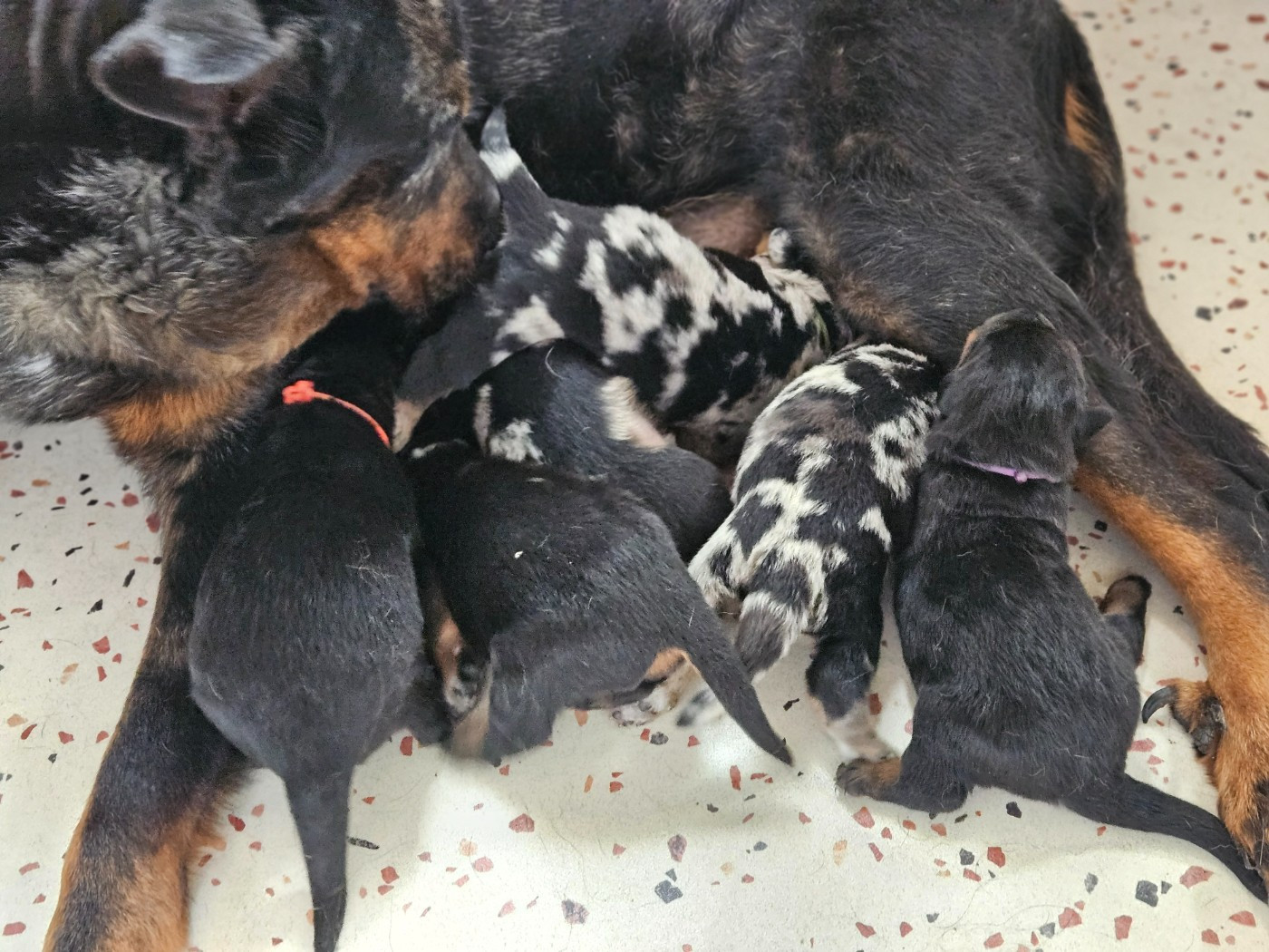 Chiot Berger de Beauce de la Noé d'Orient
