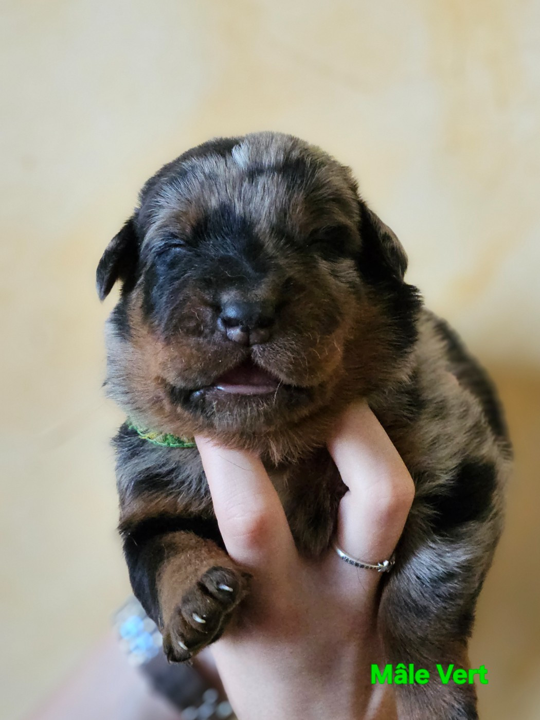 de la Noé d'Orient - Chiots disponibles - Berger de Beauce