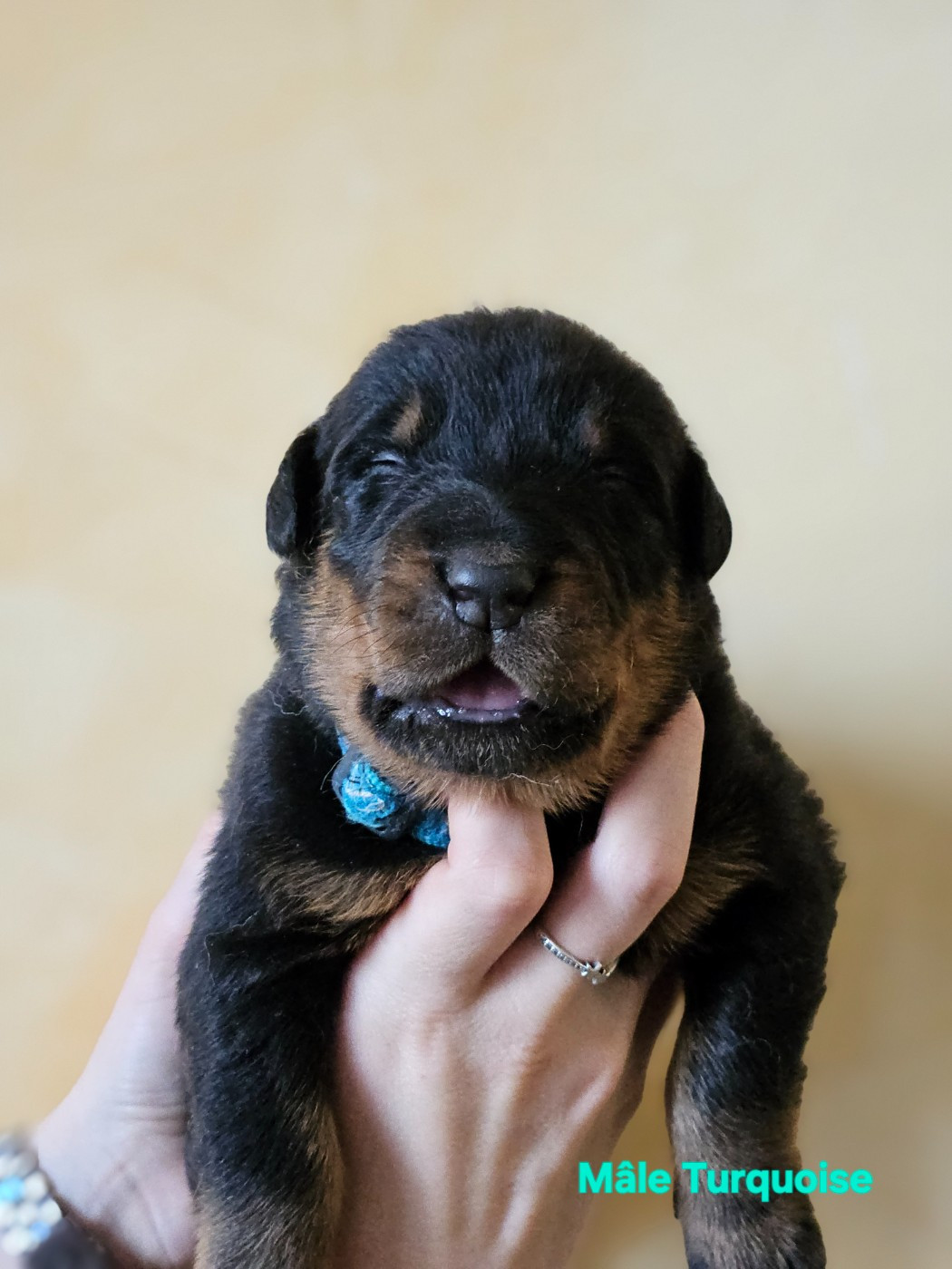 de la Noé d'Orient - Chiots disponibles - Berger de Beauce