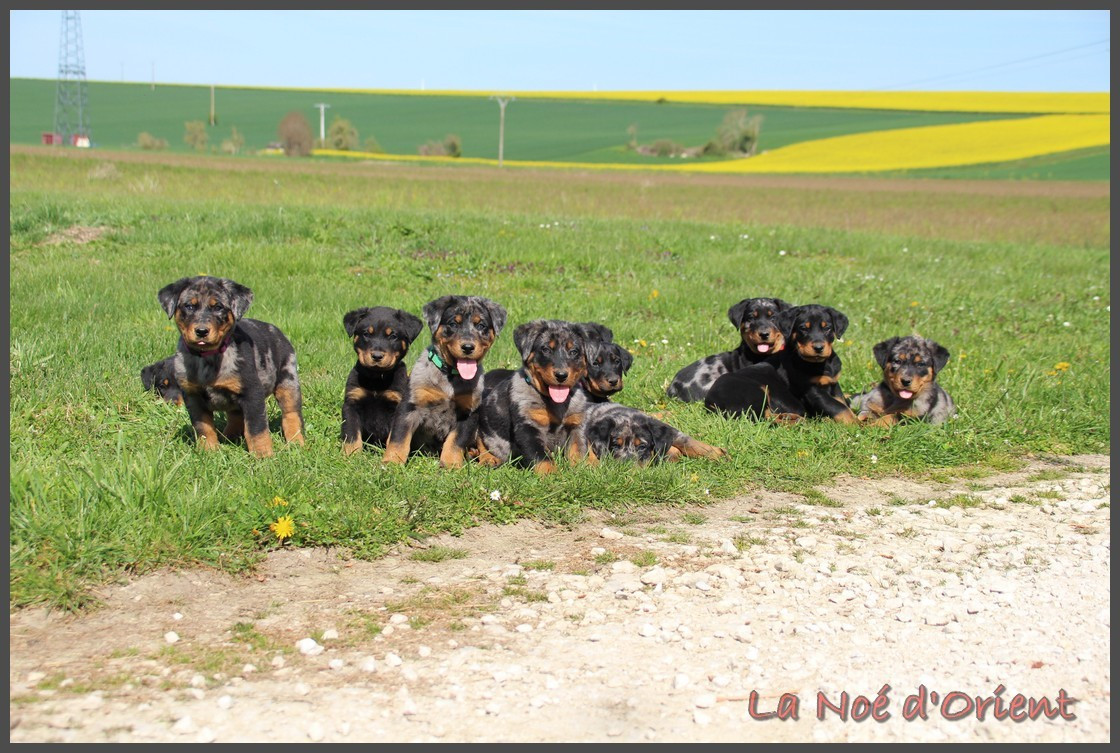 de la Noé d'Orient - Berger de Beauce - Portée née le 20/02/2026