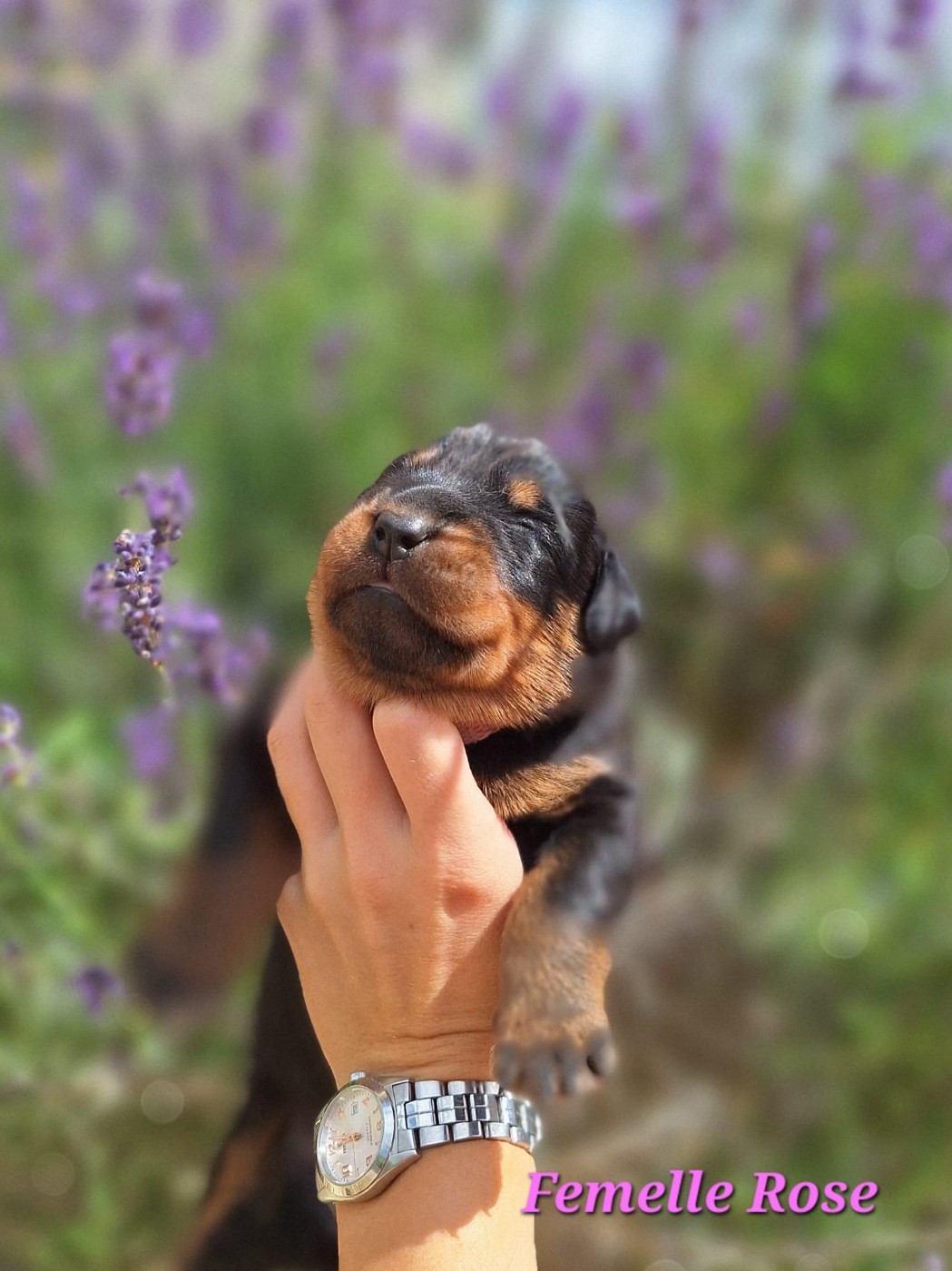 de la Noé d'Orient - Chiots disponibles - Berger de Beauce