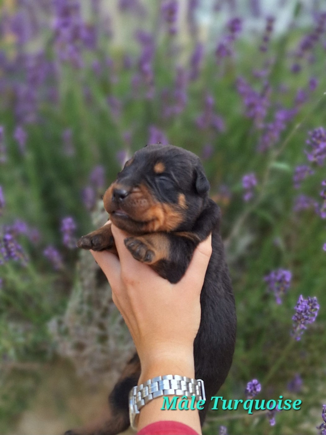 de la Noé d'Orient - Chiots disponibles - Berger de Beauce
