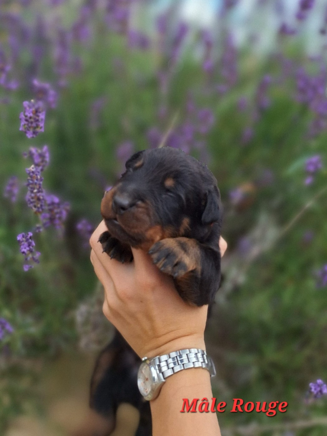 de la Noé d'Orient - Chiots disponibles - Berger de Beauce