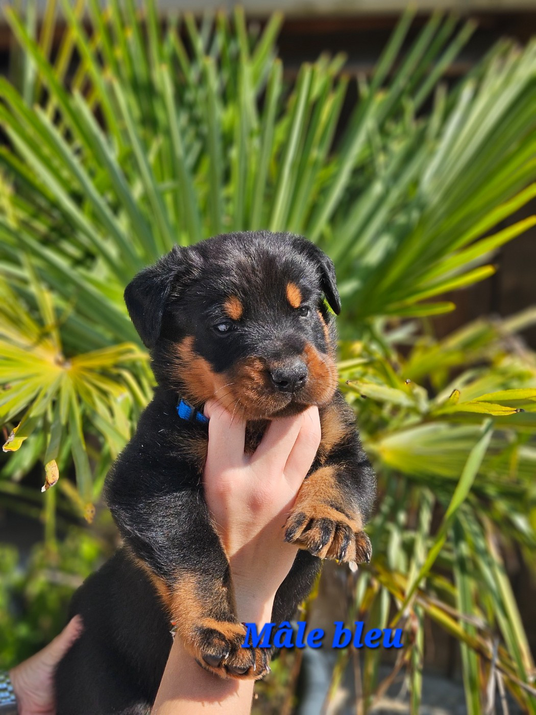 de la Noé d'Orient - Chiots disponibles - Berger de Beauce