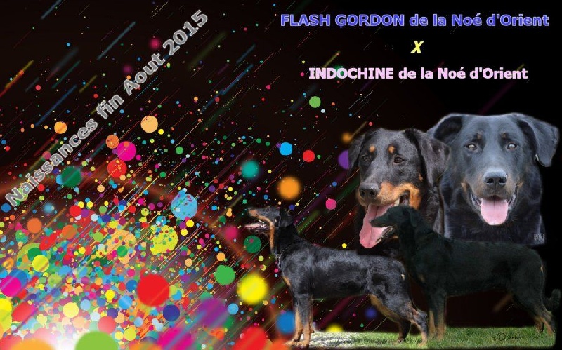 Chiot Berger de Beauce de la Noé d'Orient