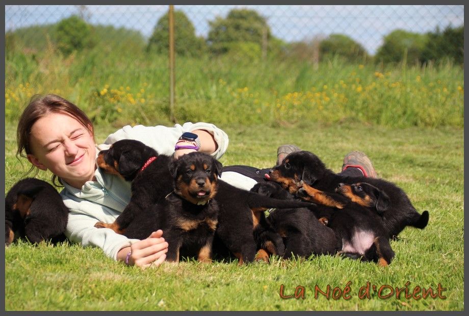 Chiot Berger de Beauce de la Noé d'Orient