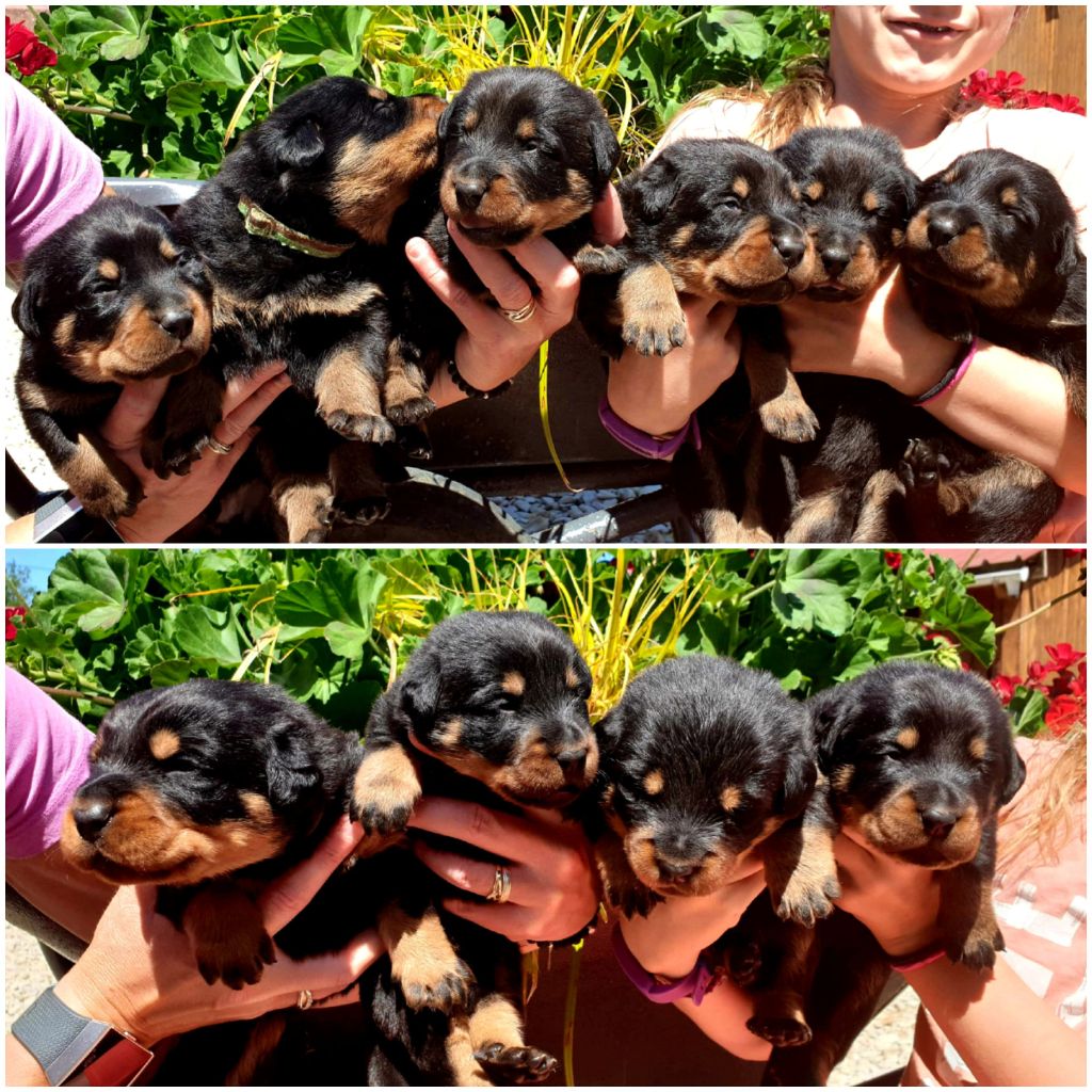 Chiot Berger de Beauce de la Noé d'Orient