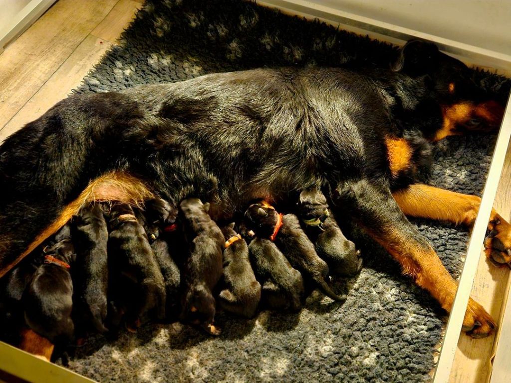 Chiot Berger de Beauce de la Noé d'Orient