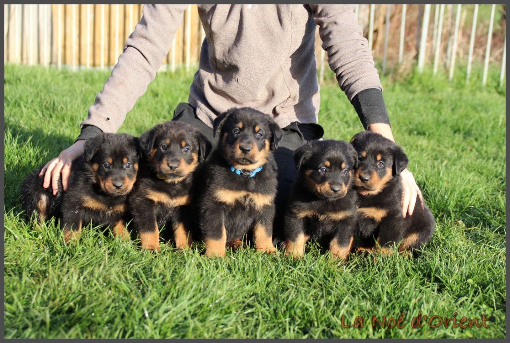de la Noé d'Orient - Berger de Beauce - Portée née le 31/10/2025