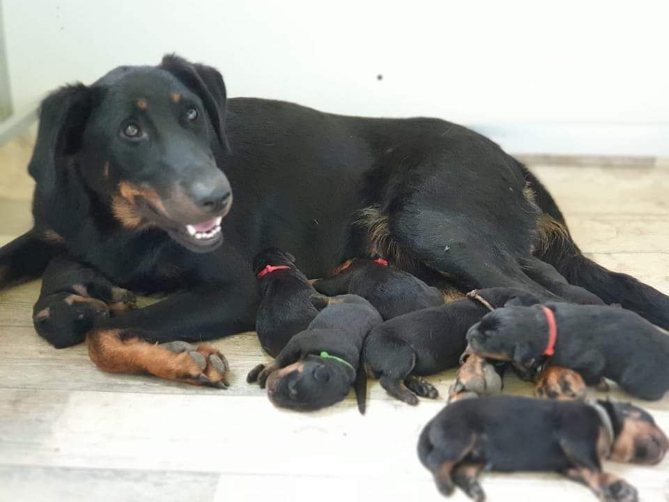 Chiot Berger de Beauce de la Noé d'Orient