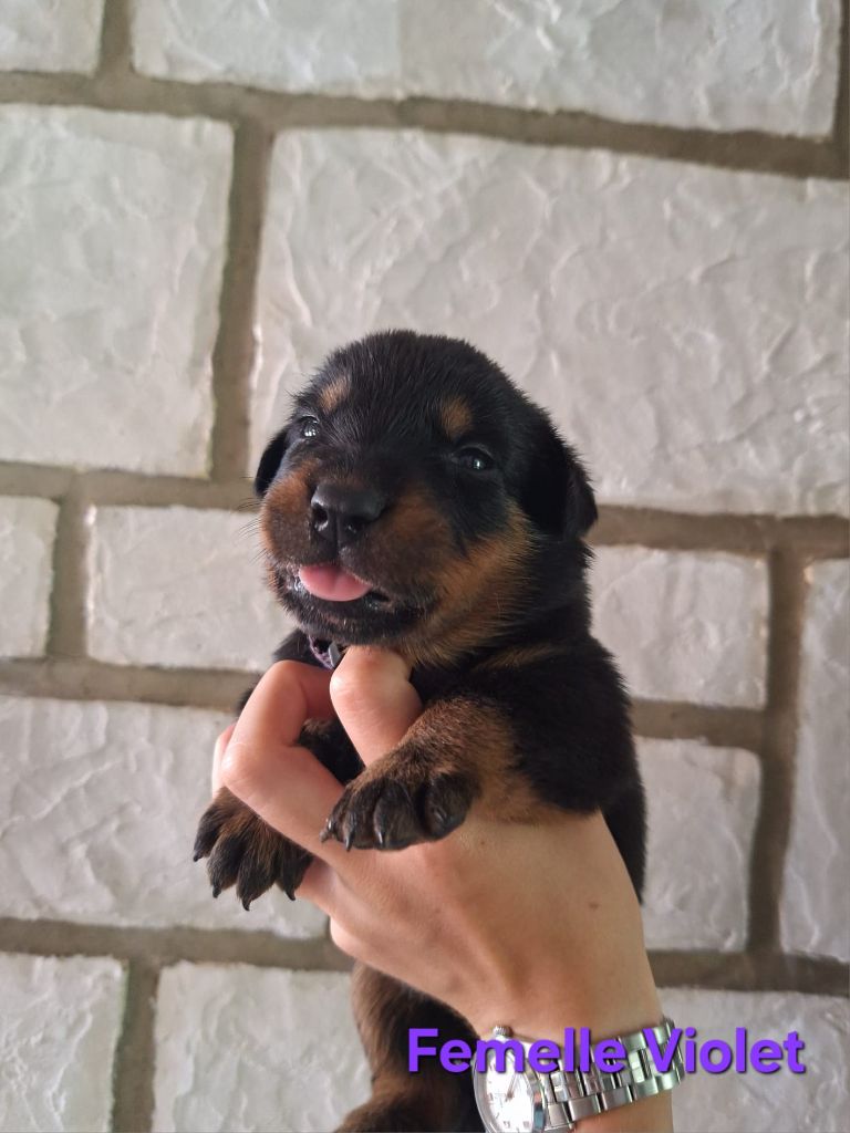 de la Noé d'Orient - Chiots disponibles - Berger de Beauce