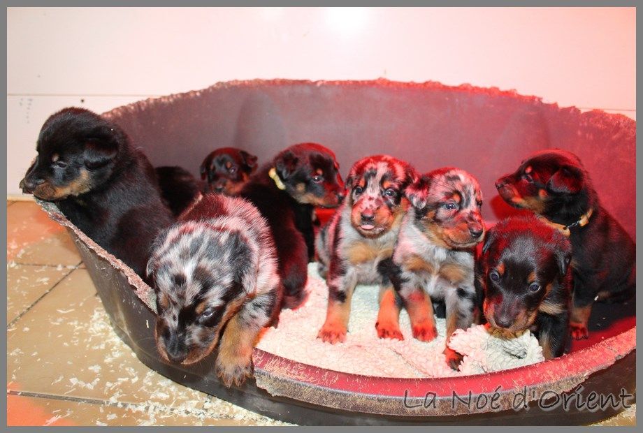 Chiot Berger de Beauce de la Noé d'Orient