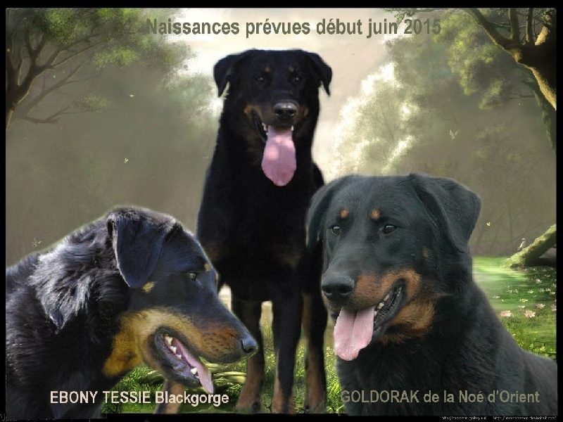 Chiot Berger de Beauce de la Noé d'Orient