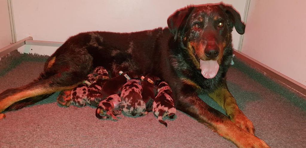 Chiot Berger de Beauce de la Noé d'Orient