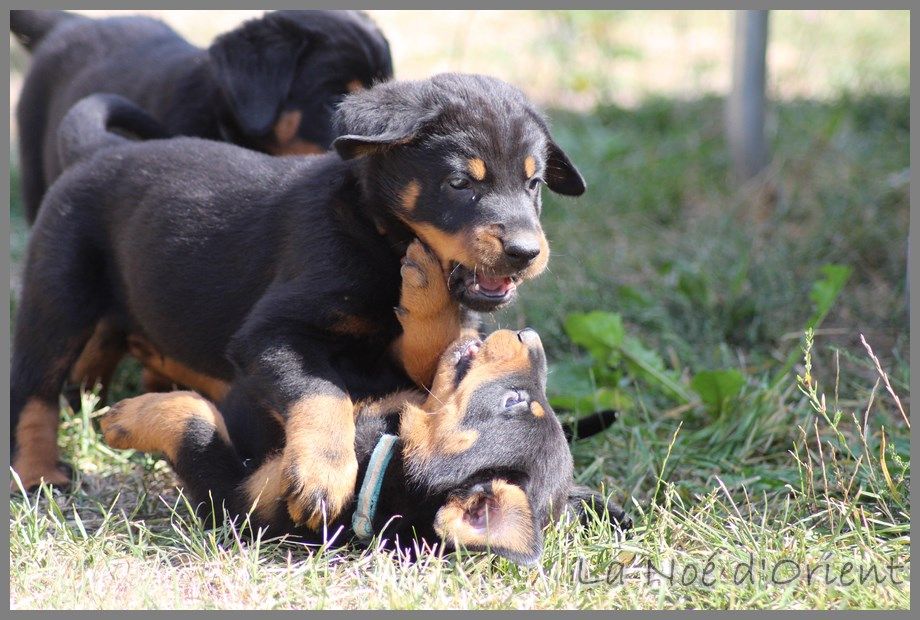 Chiot Berger de Beauce de la Noé d'Orient