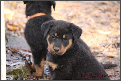 ARYA de la Noé d'Orient