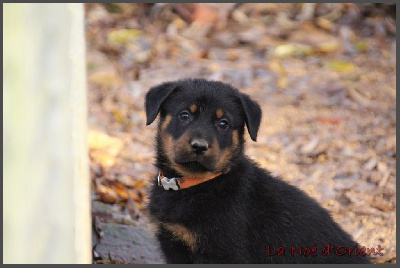 AMBRE de la Noé d'Orient