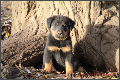 ANNETTE de la Noé d'Orient